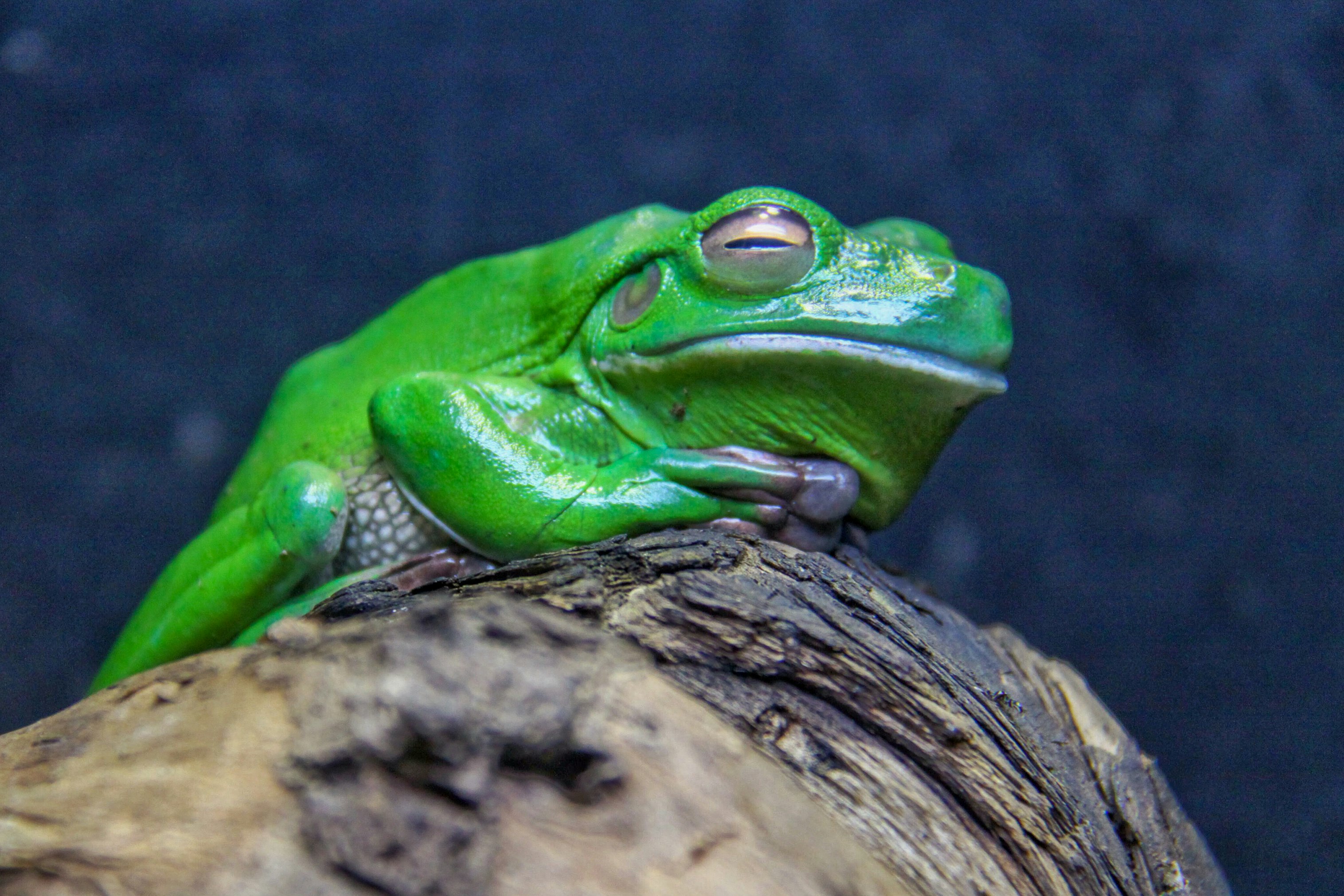 green frog on brown wood